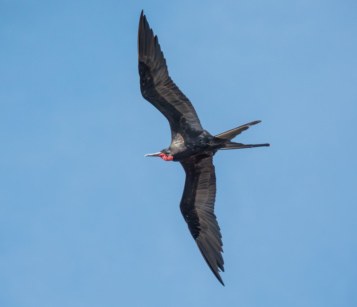 Magnificent Frigatebird - ML646789311