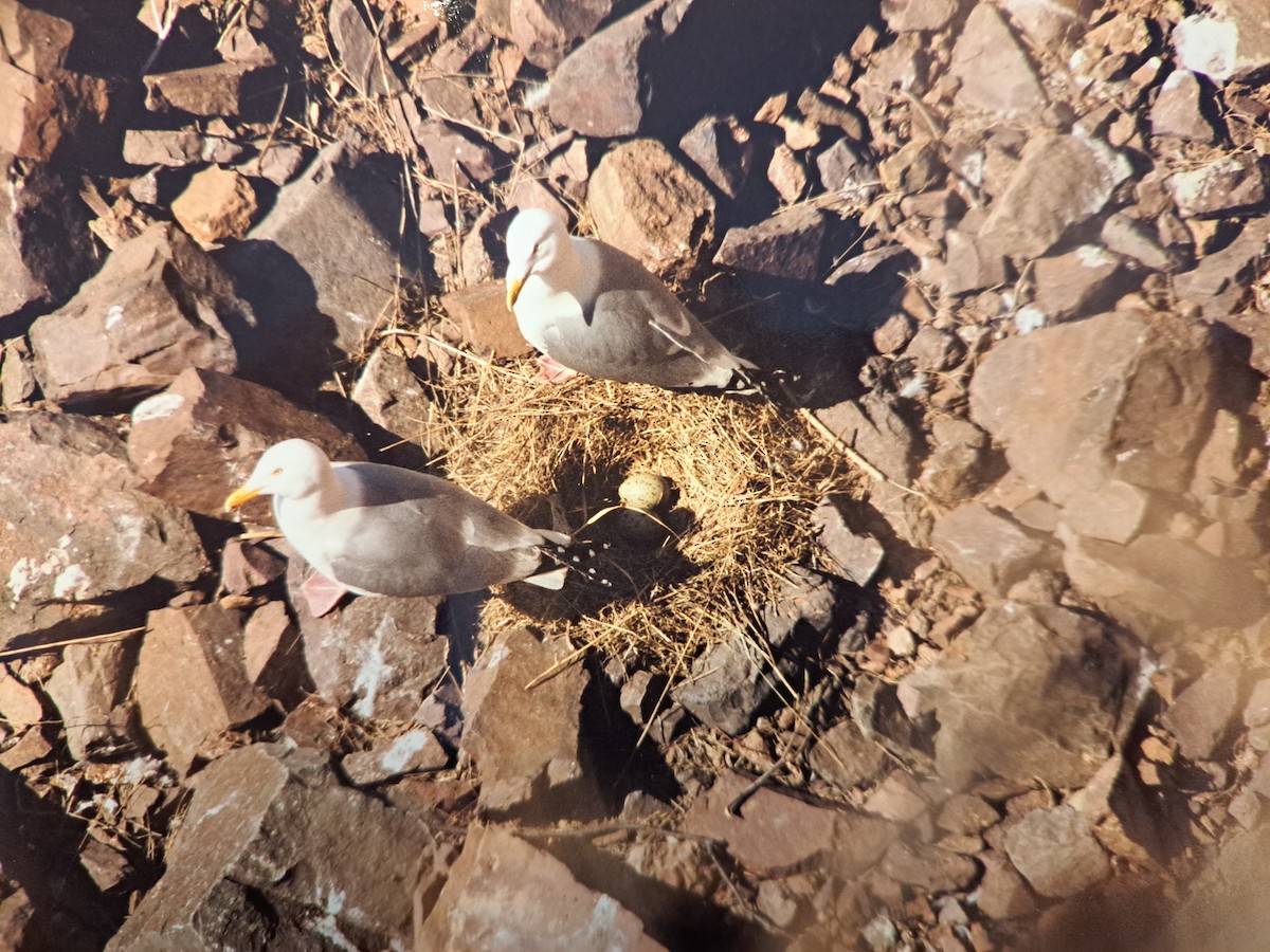 American Herring Gull - ML646789313