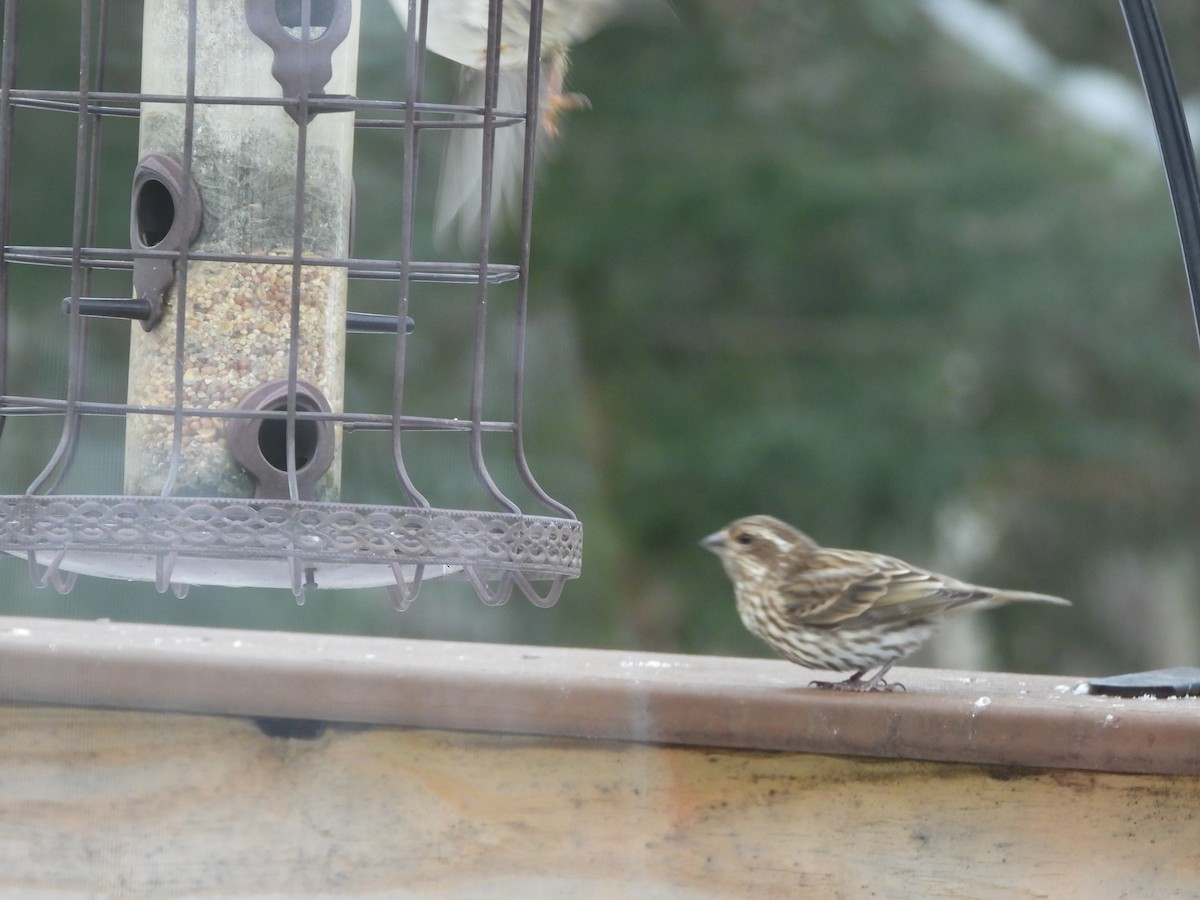 Purple Finch - ML646789314