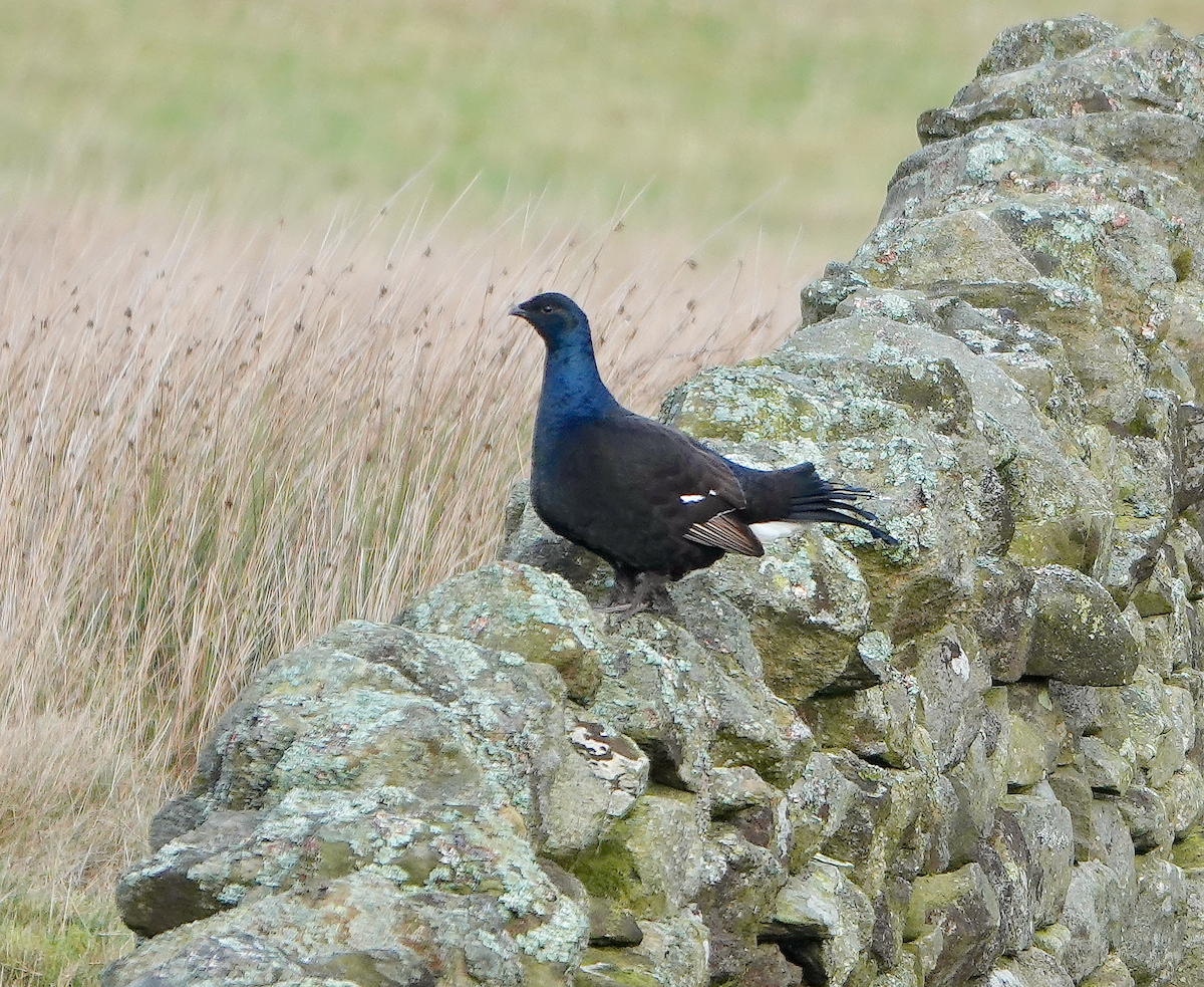 Black Grouse - ML646789315