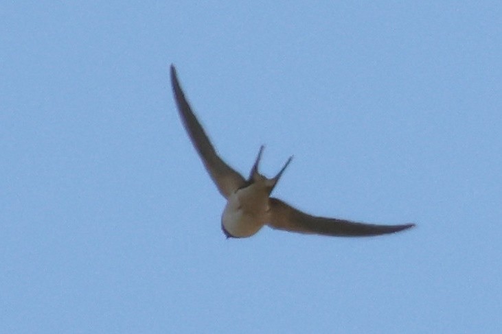 Enara arrunta - ML646789318