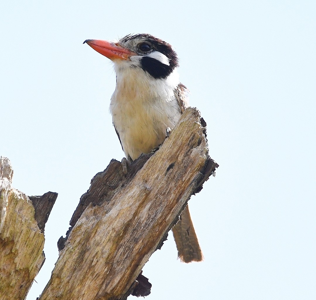 White-eared Puffbird - ML646789319