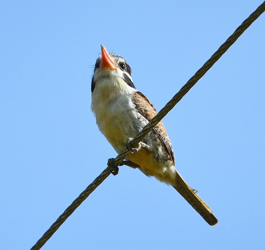 White-eared Puffbird - ML646789320