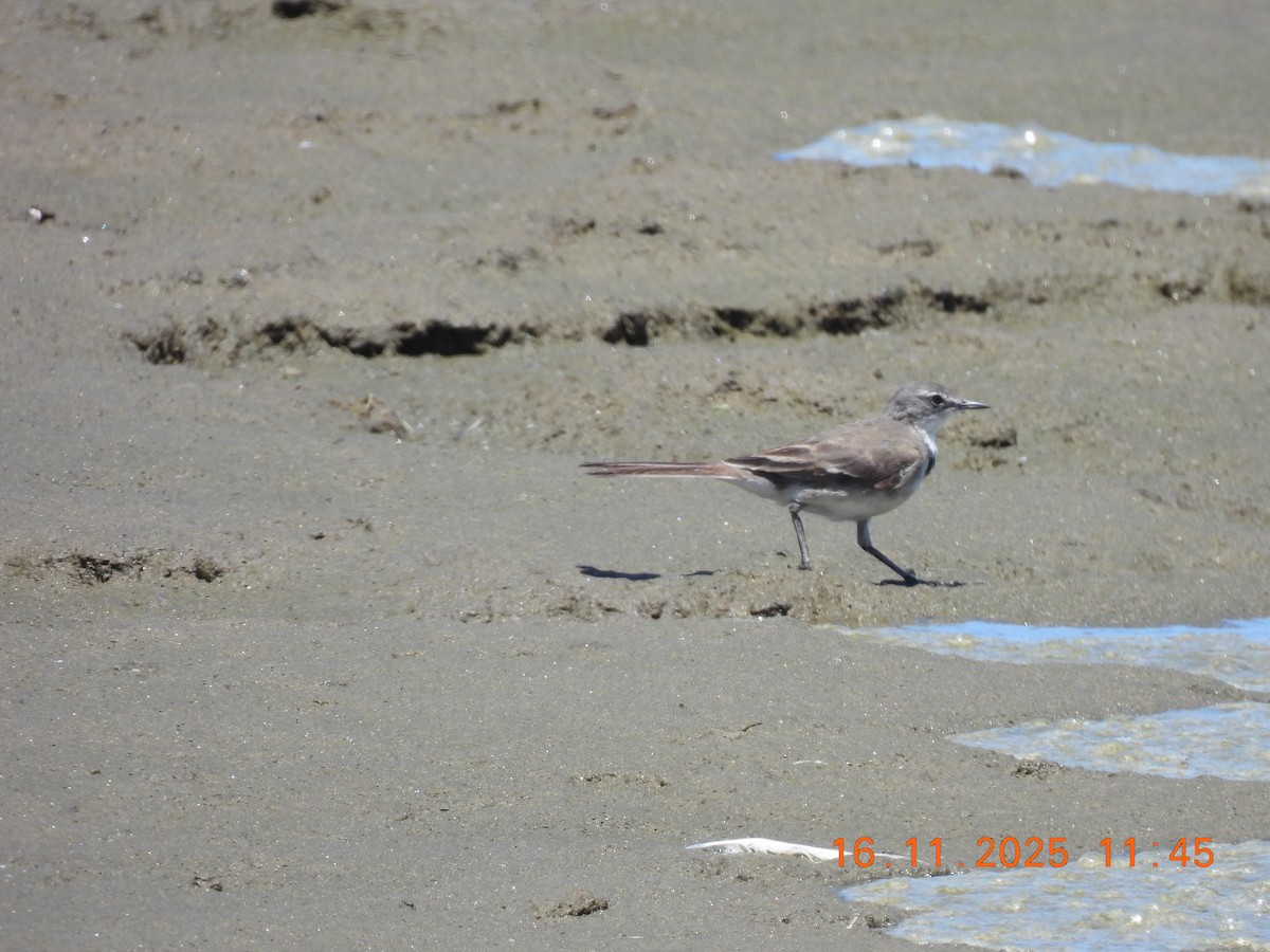 Lurmuturreko buztanikara - ML646789321