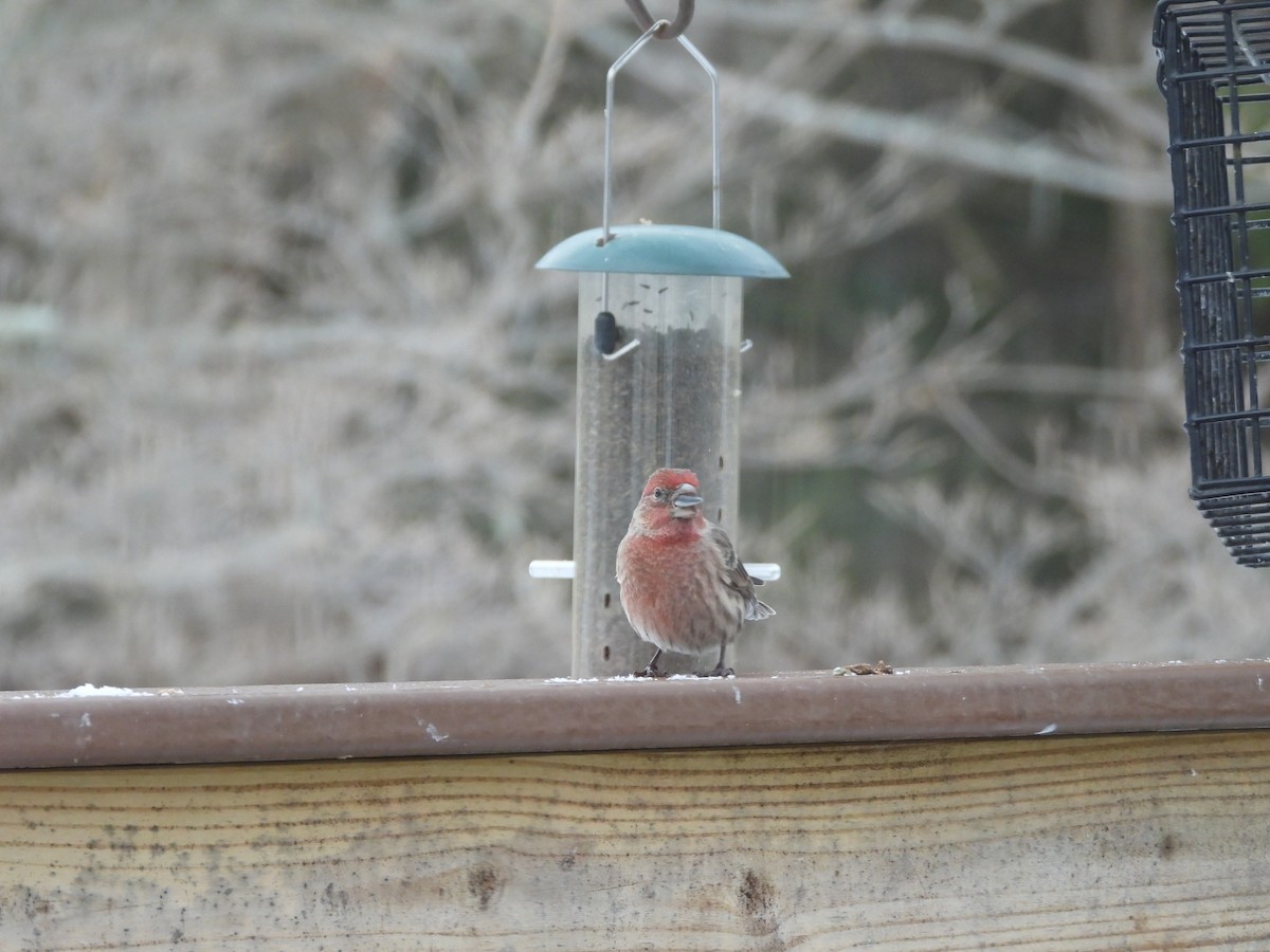 House Finch - ML646789322