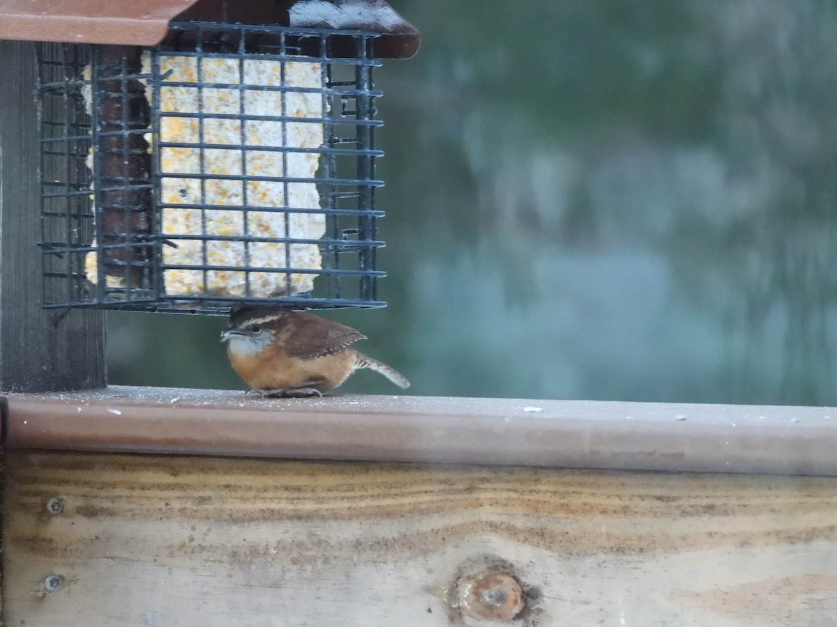 Carolina Wren - ML646789335