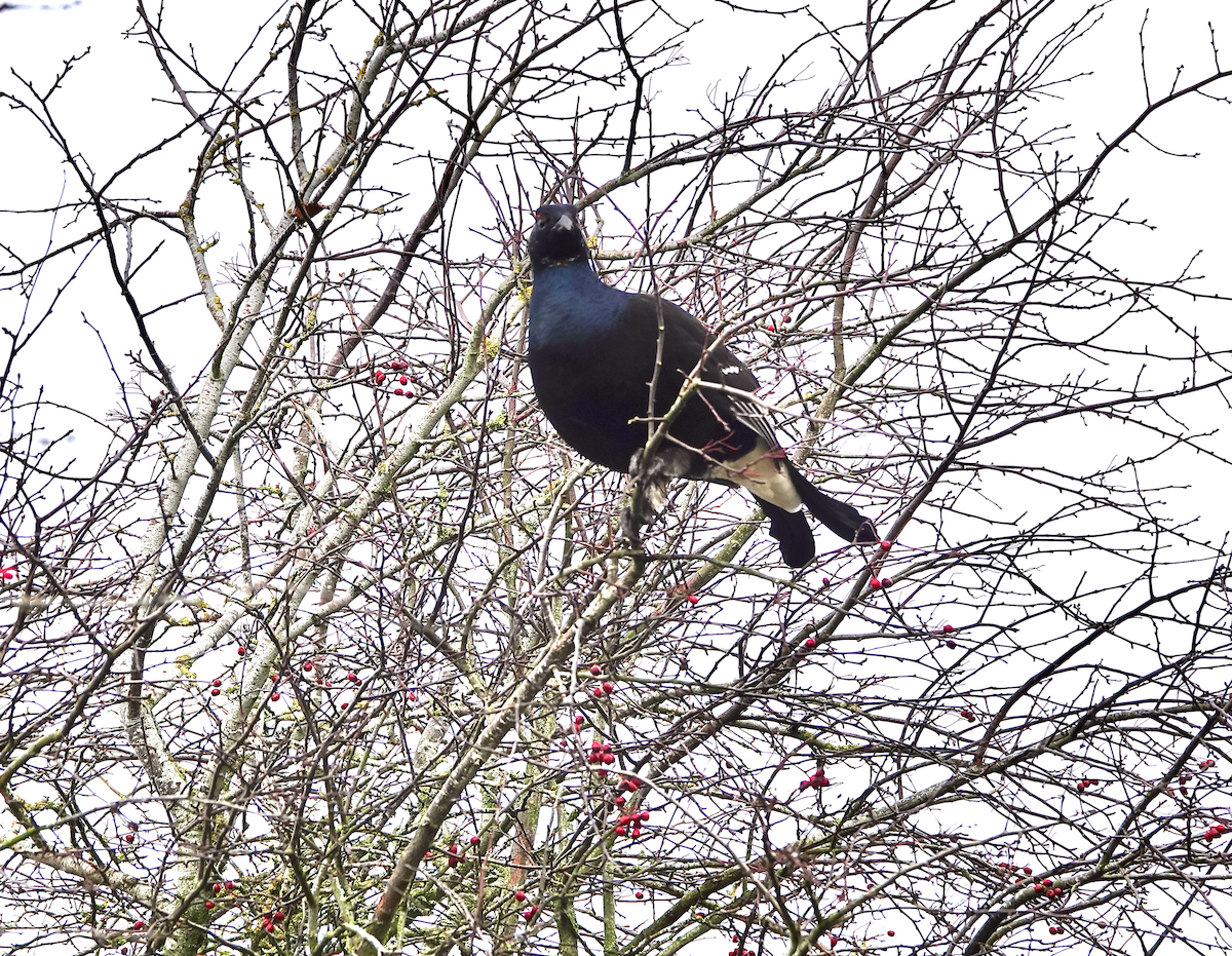 Black Grouse - ML646789339