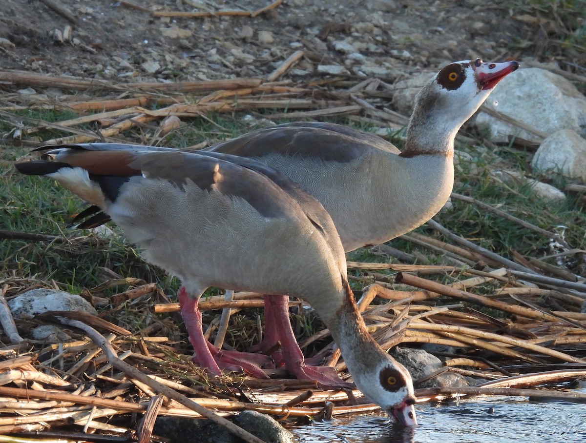 Нильский гусь - ML646789342