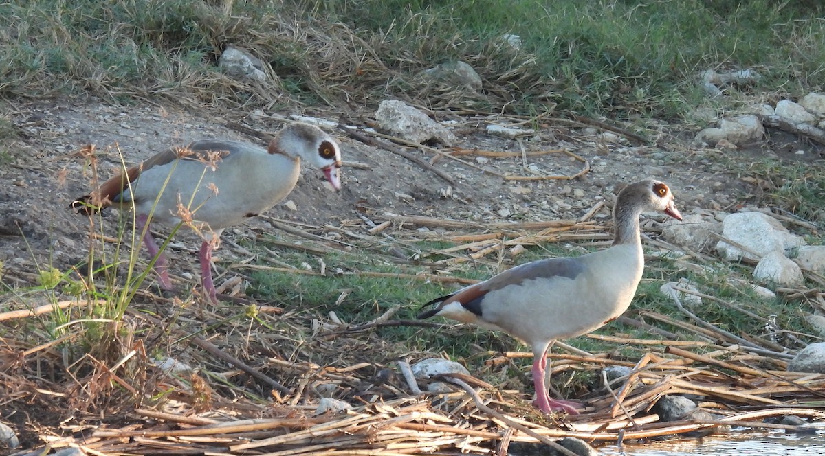 Нильский гусь - ML646789343