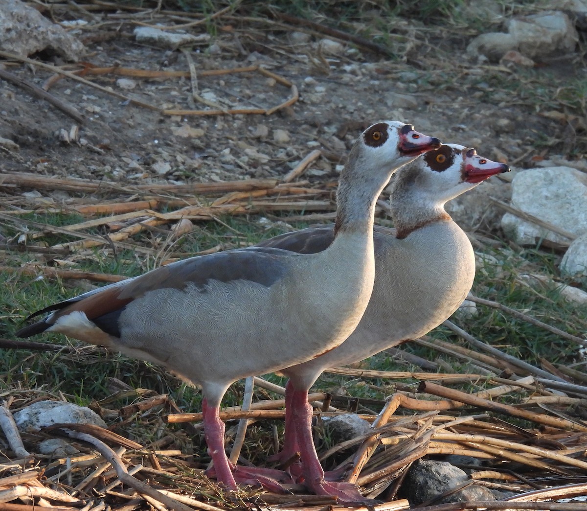 Нильский гусь - ML646789344