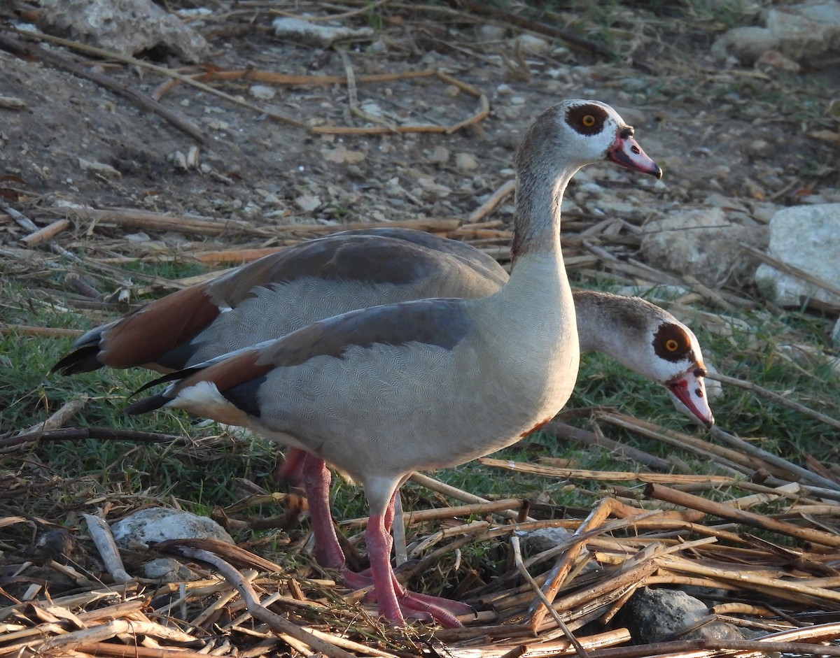 Нильский гусь - ML646789345