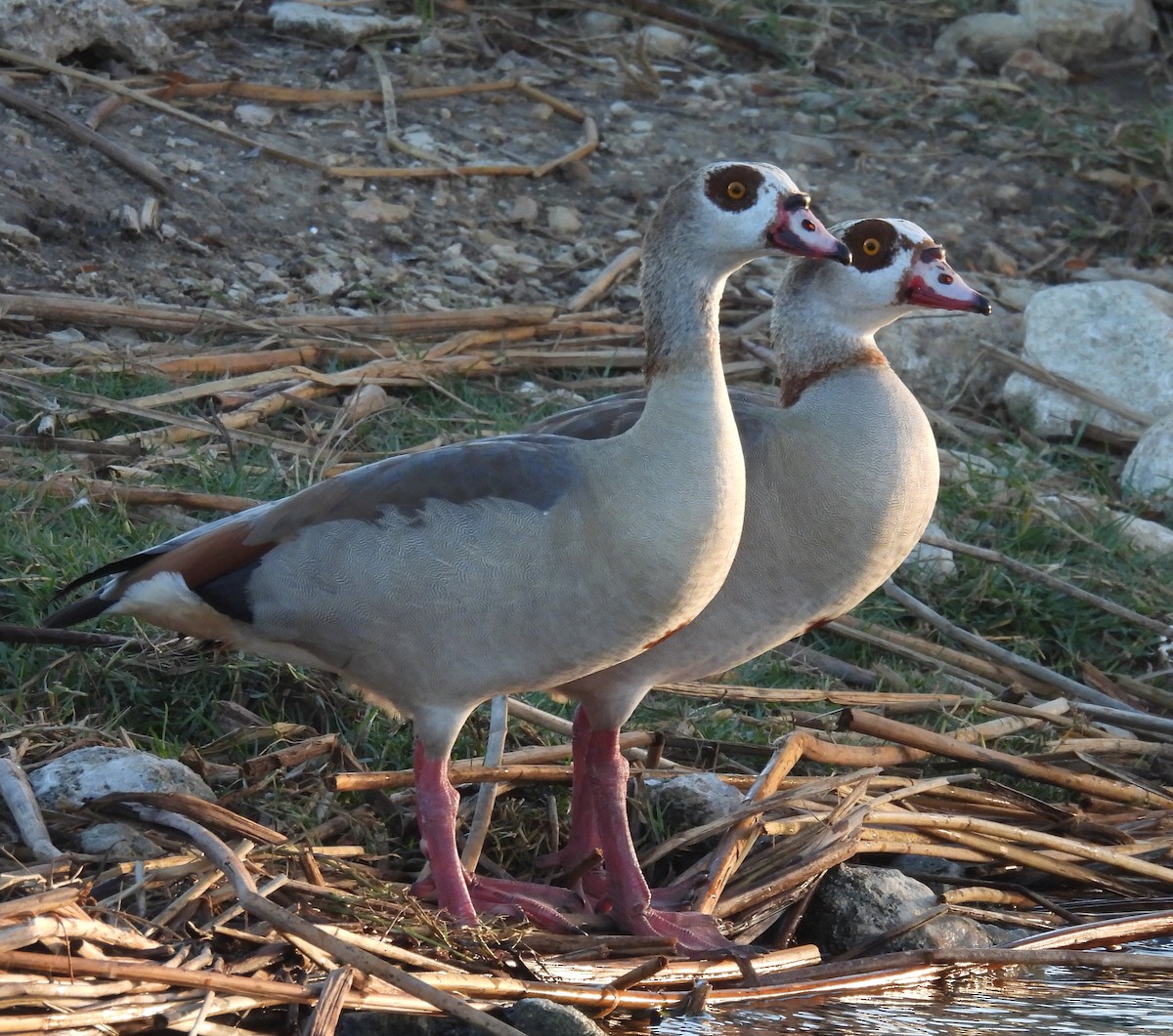 Нильский гусь - ML646789346