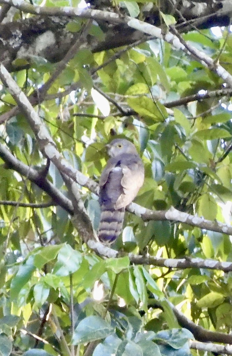 Common Hawk-Cuckoo - ML646789347