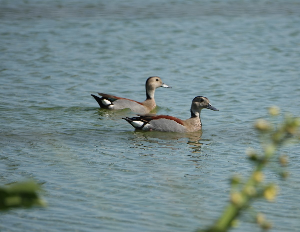 Ringed Teal - ML646789348