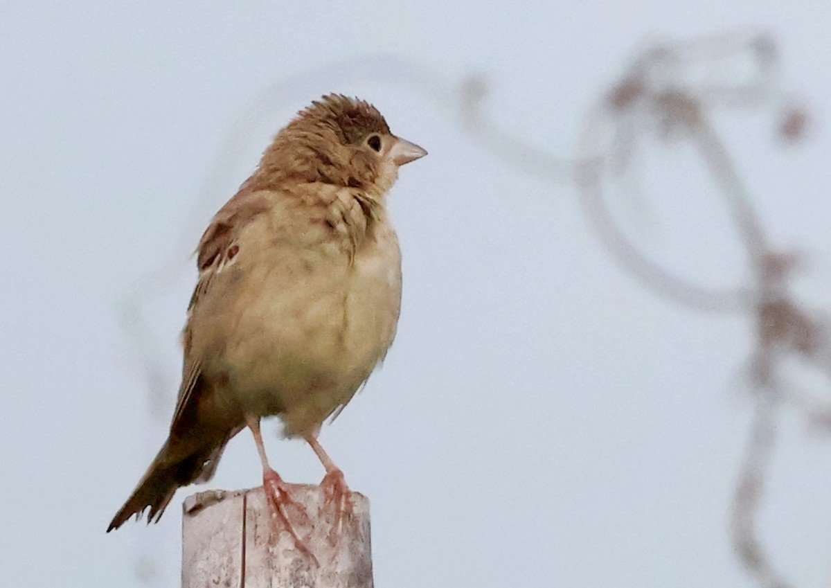 Black-headed Bunting - ML646789349