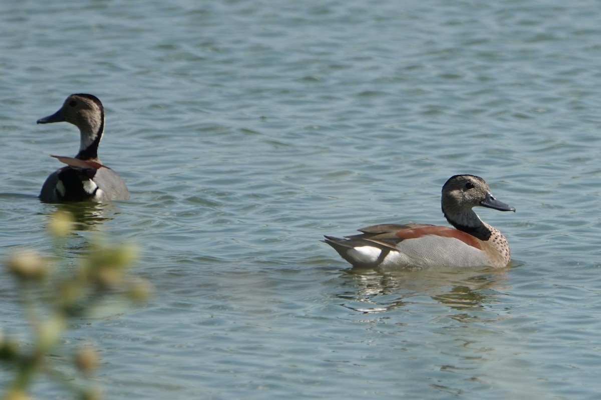 Ringed Teal - ML646789350