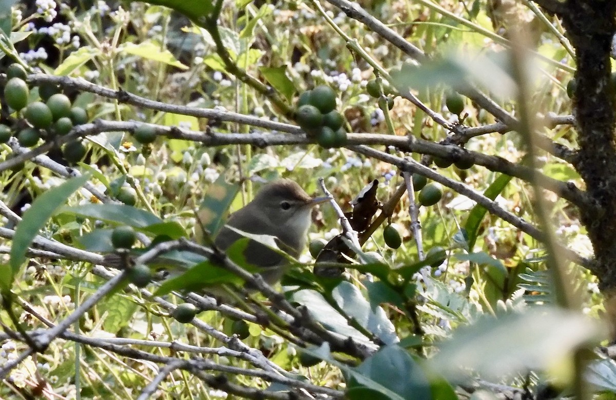Blyth's Reed Warbler - ML646789351