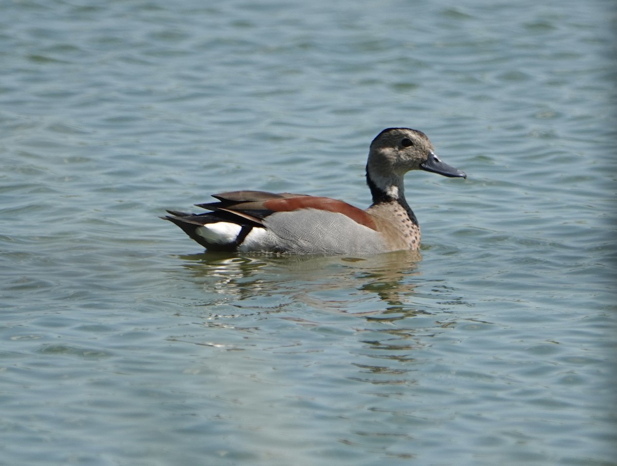 Ringed Teal - ML646789352
