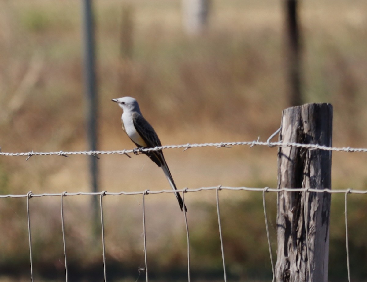 Scissor-tailed Flycatcher - ML646789353