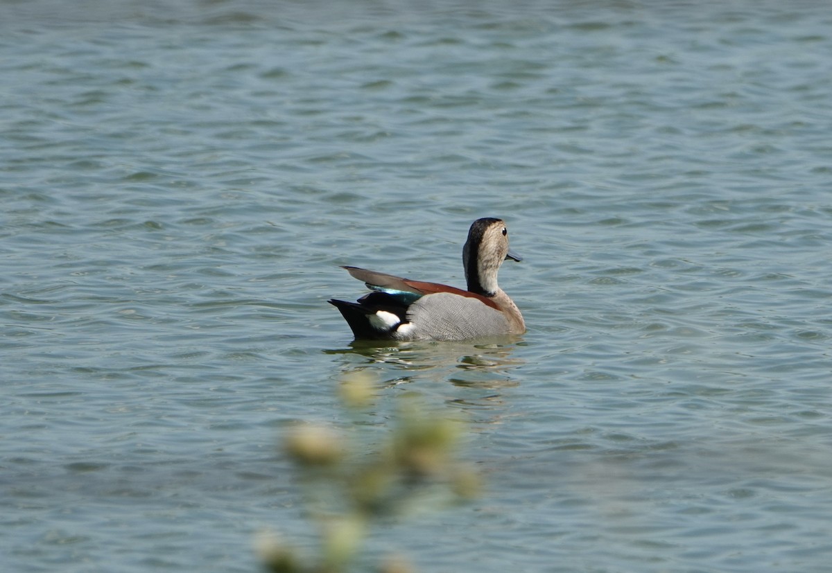 Ringed Teal - ML646789354