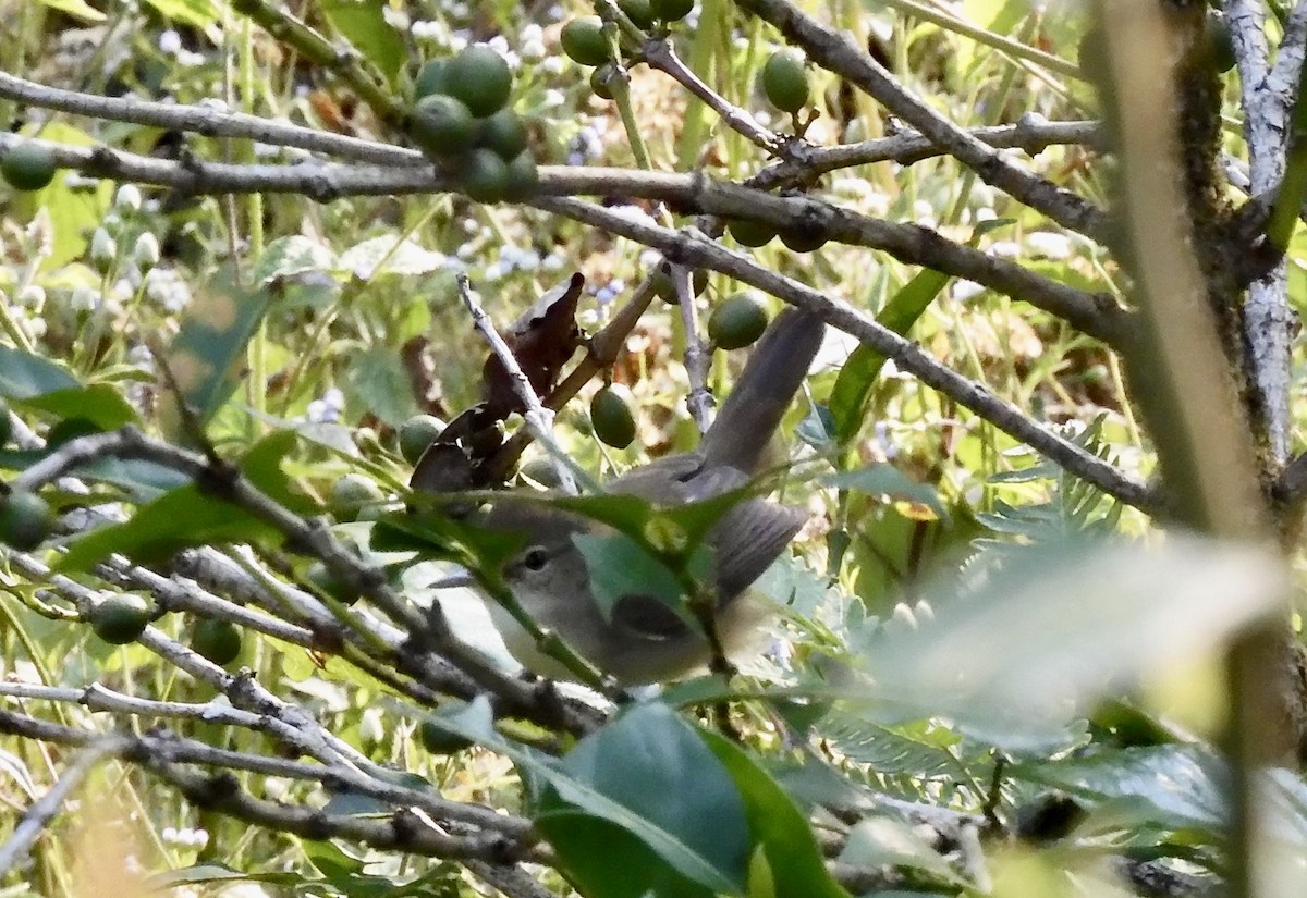 Blyth's Reed Warbler - ML646789355