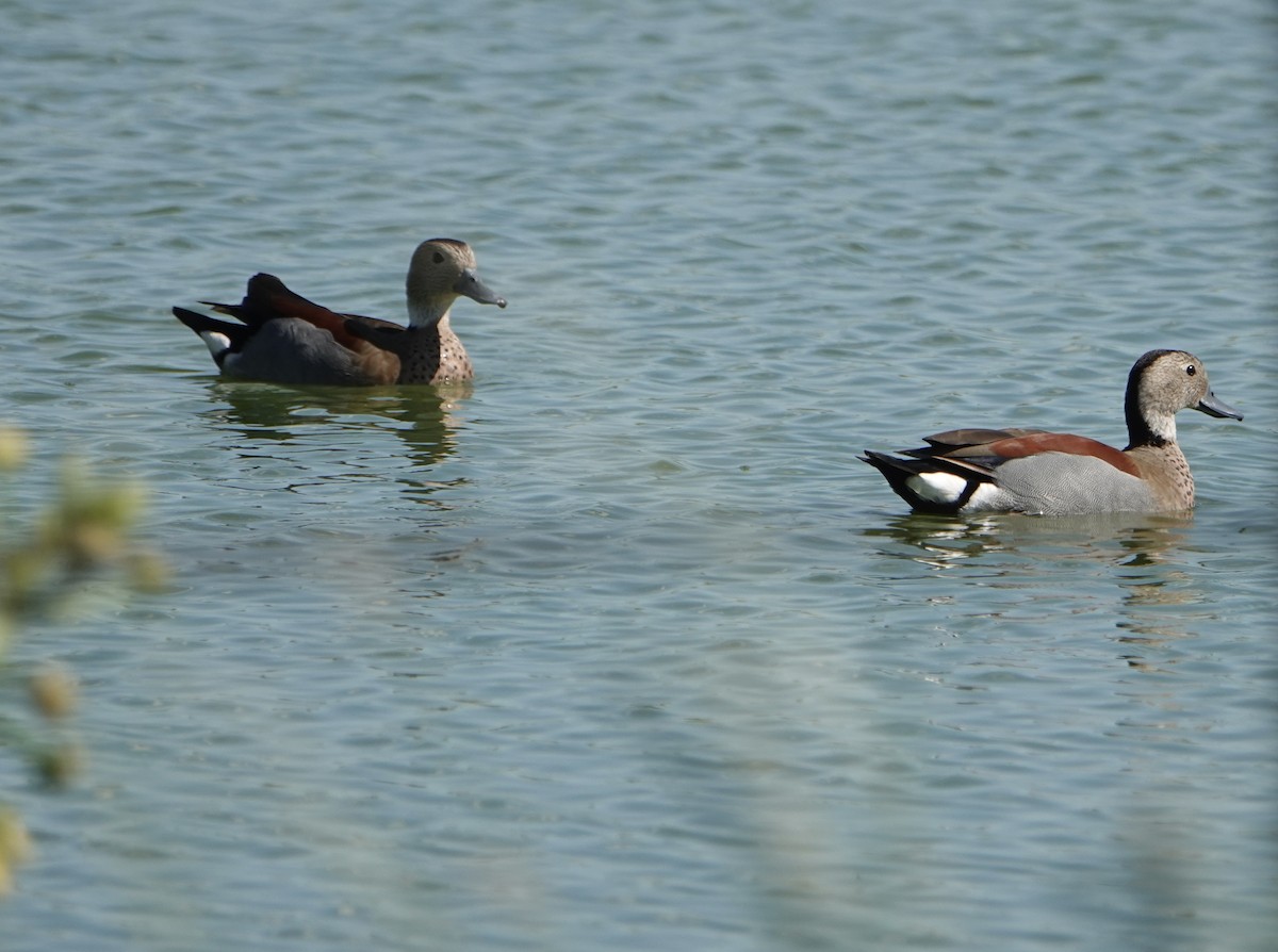 Ringed Teal - ML646789357