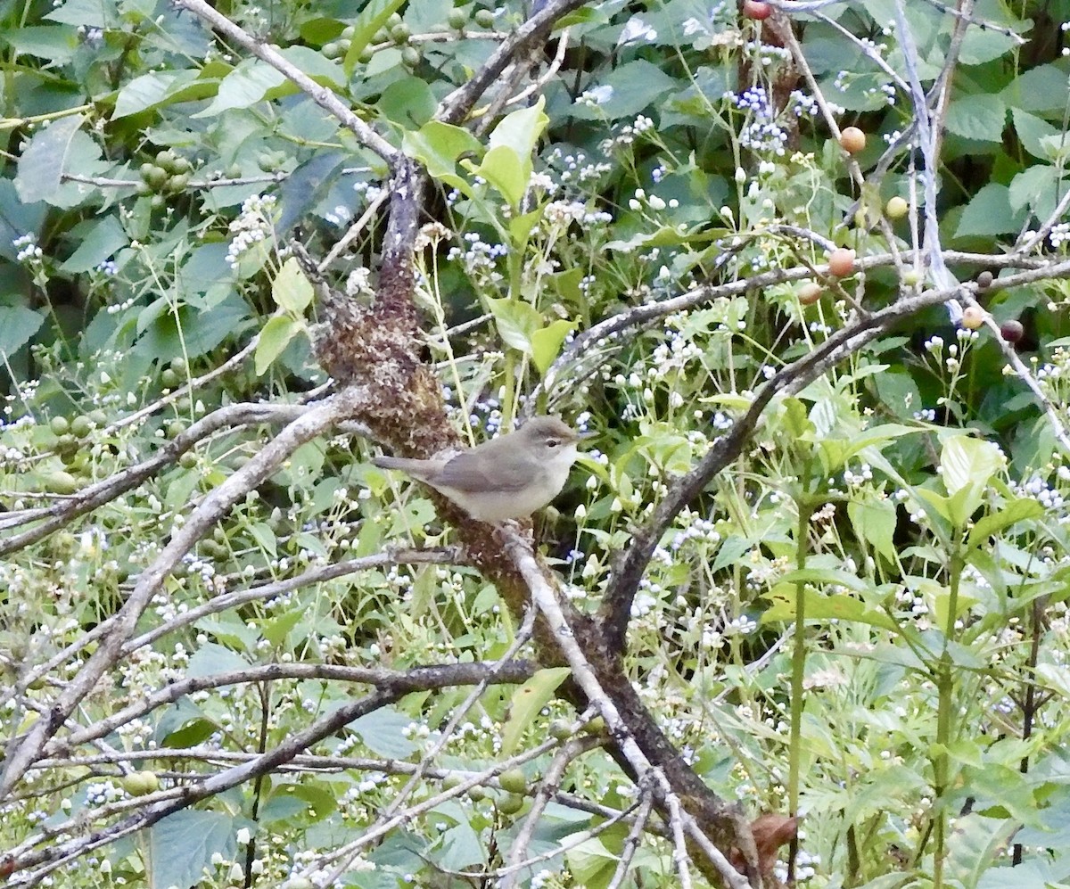Blyth's Reed Warbler - ML646789358
