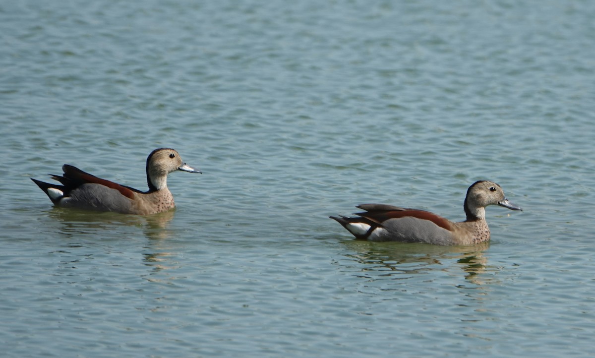 Ringed Teal - ML646789359