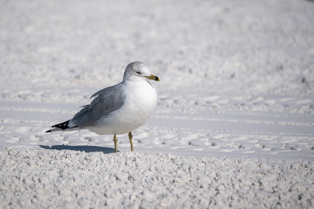 Gavina americana - ML646789360