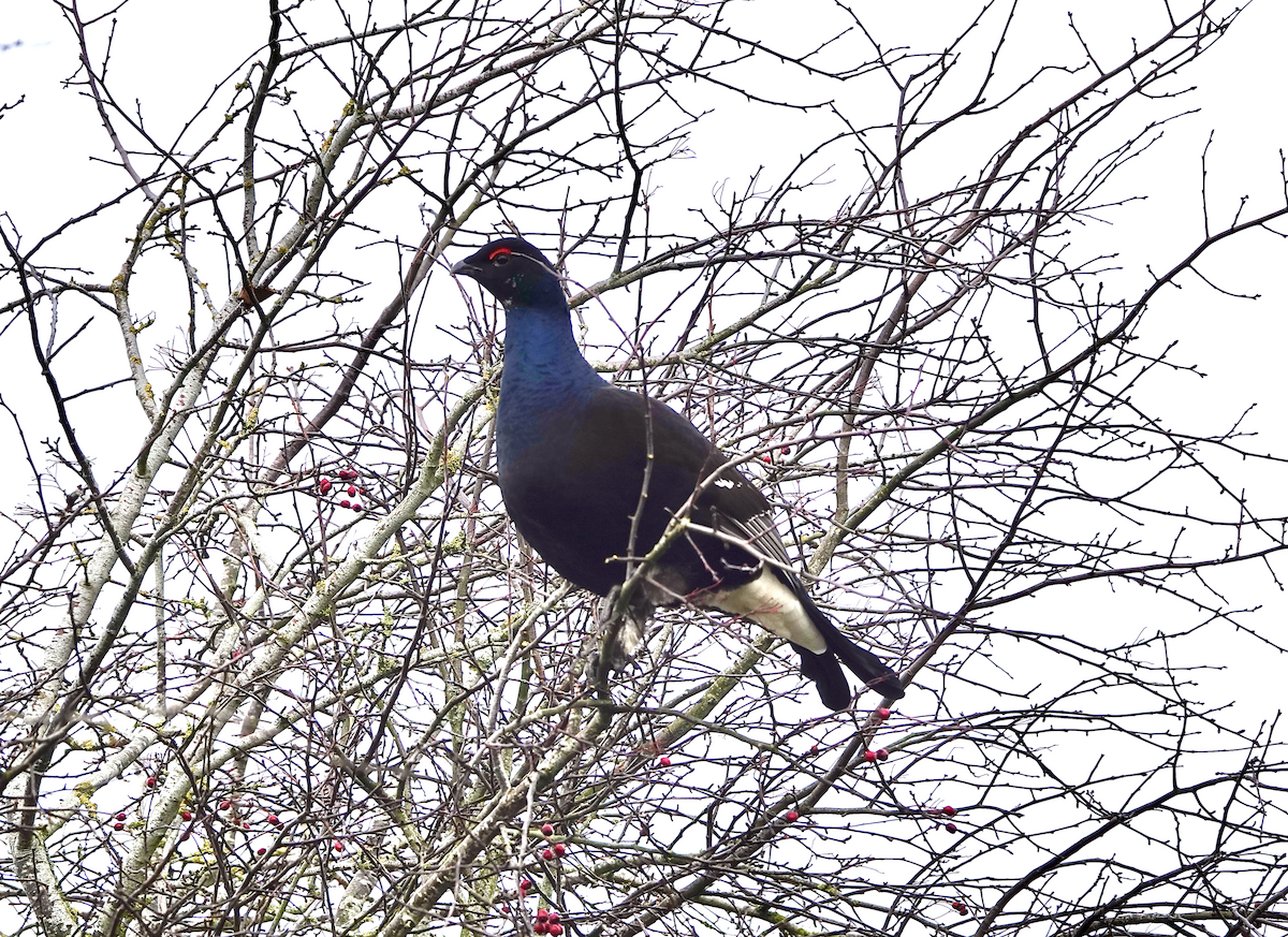 Black Grouse - ML646789361