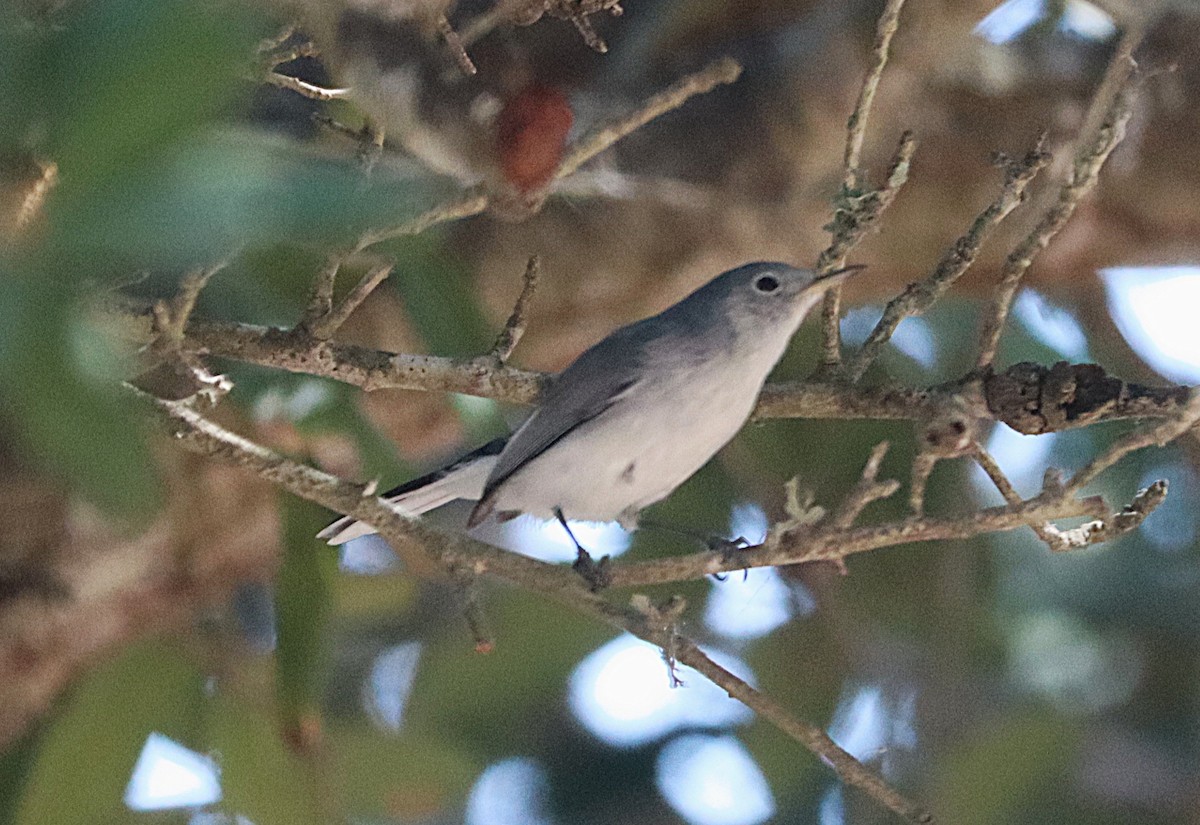 Blue-gray Gnatcatcher - ML646789362