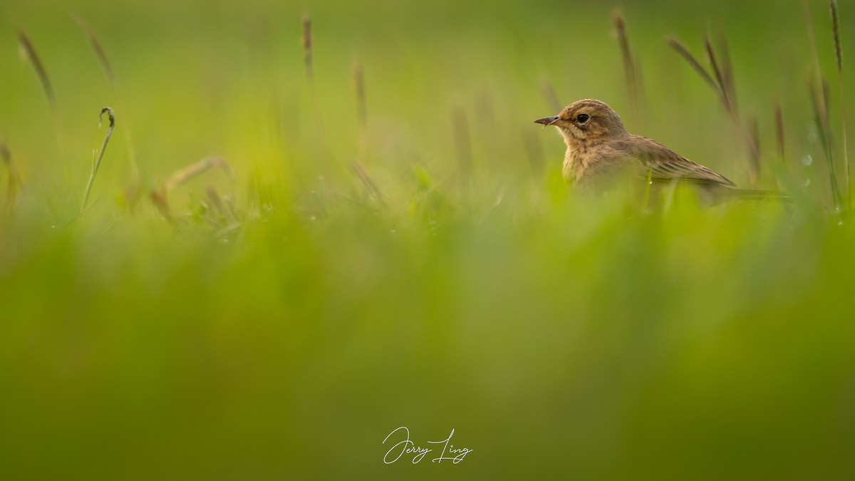 Paddyfield Pipit - ML646789363