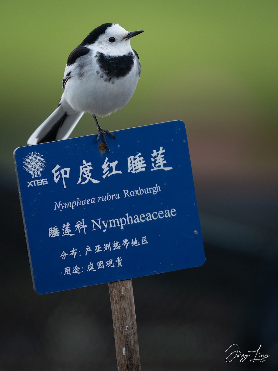 konipas bílý - ML646789365