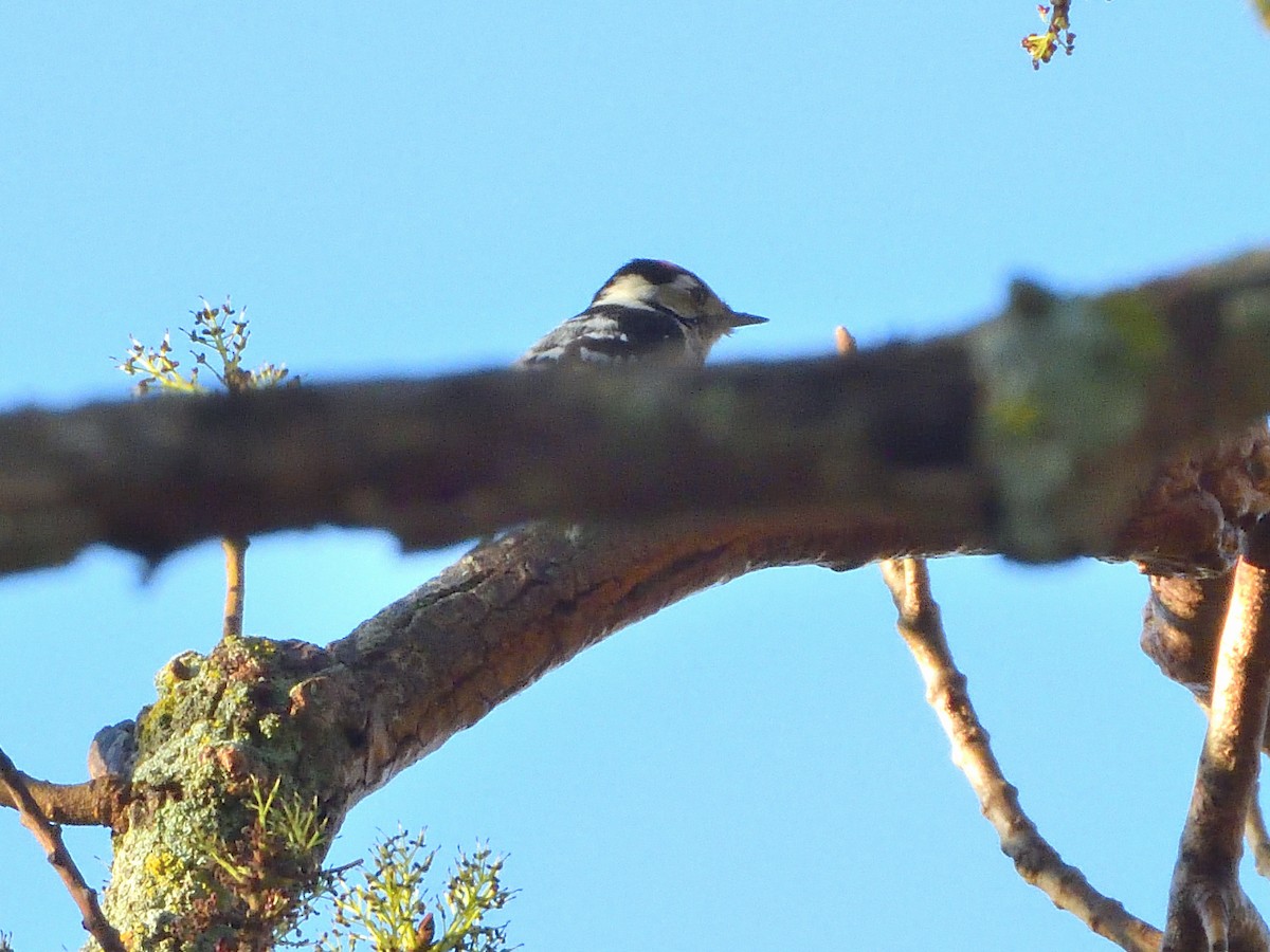 Lesser Spotted Woodpecker - ML646789366