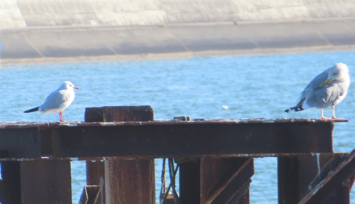 Мартин азійський - ML646789370