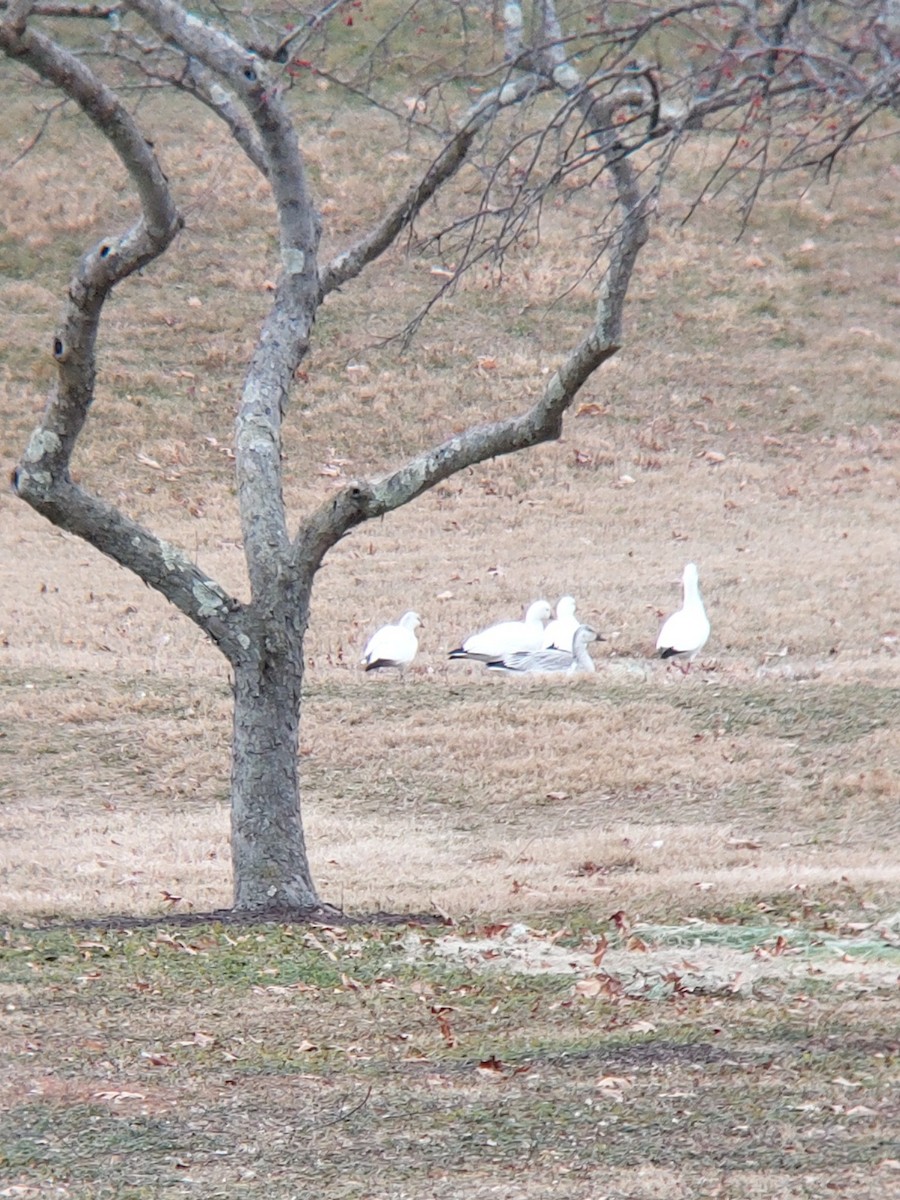 Ross's Goose - ML646789372
