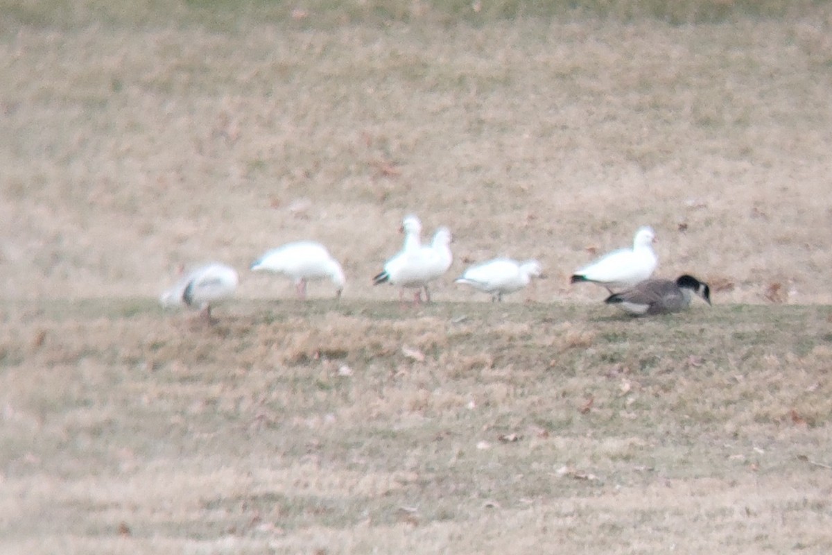 Ross's Goose - ML646789374