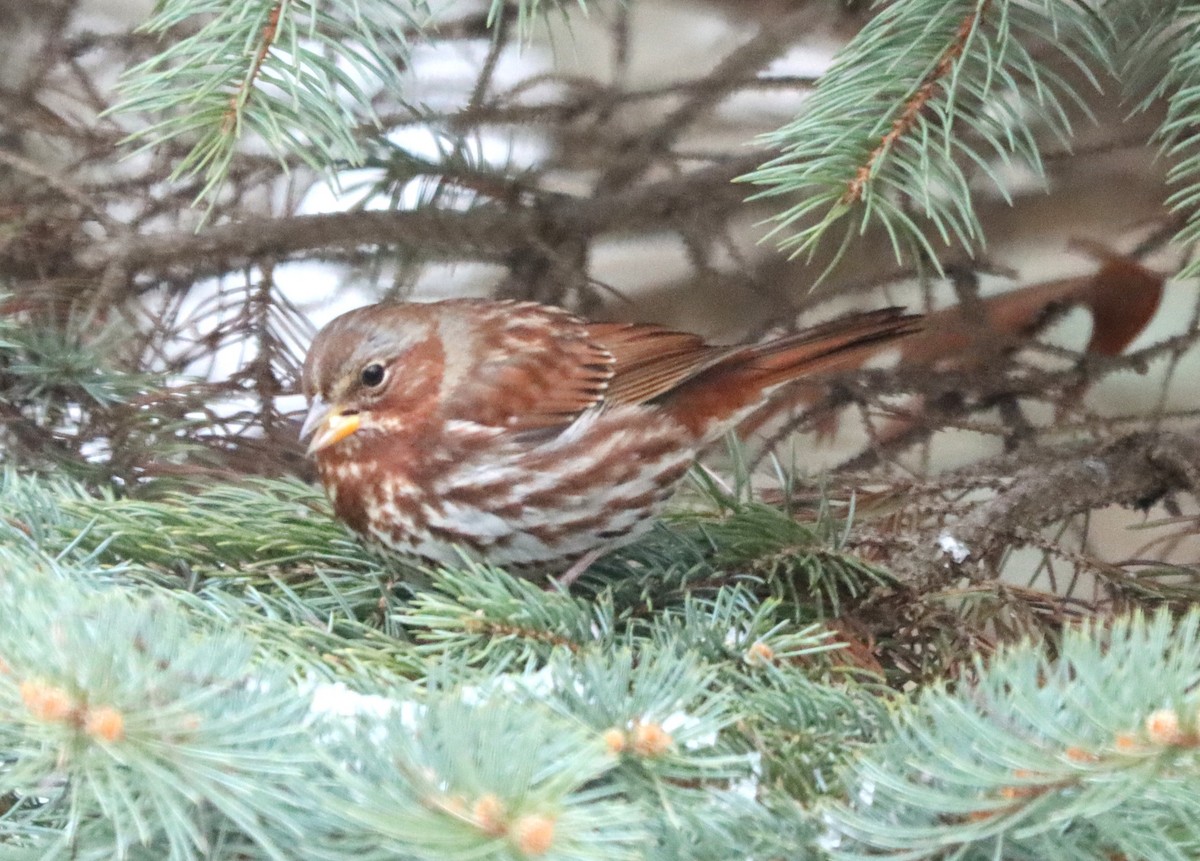 Fox Sparrow - ML646789375