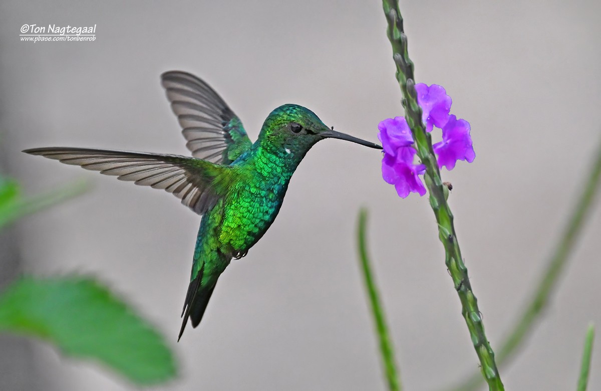 Blue-tailed Emerald - ML646789376