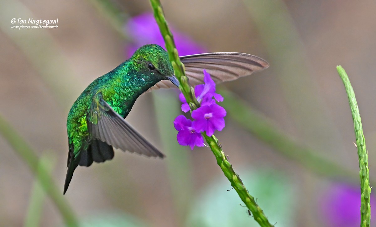 Blue-tailed Emerald - ML646789381