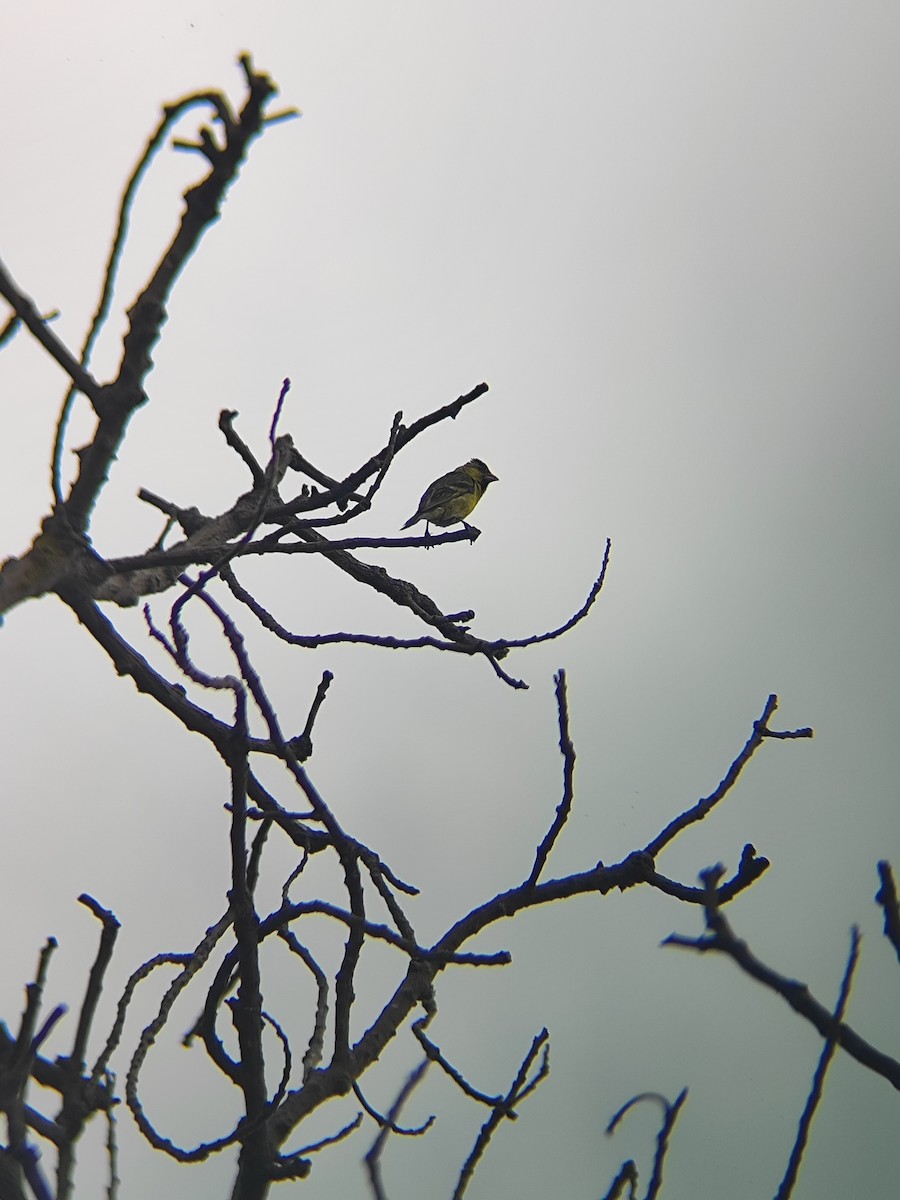 Black-chinned Siskin - ML646789382