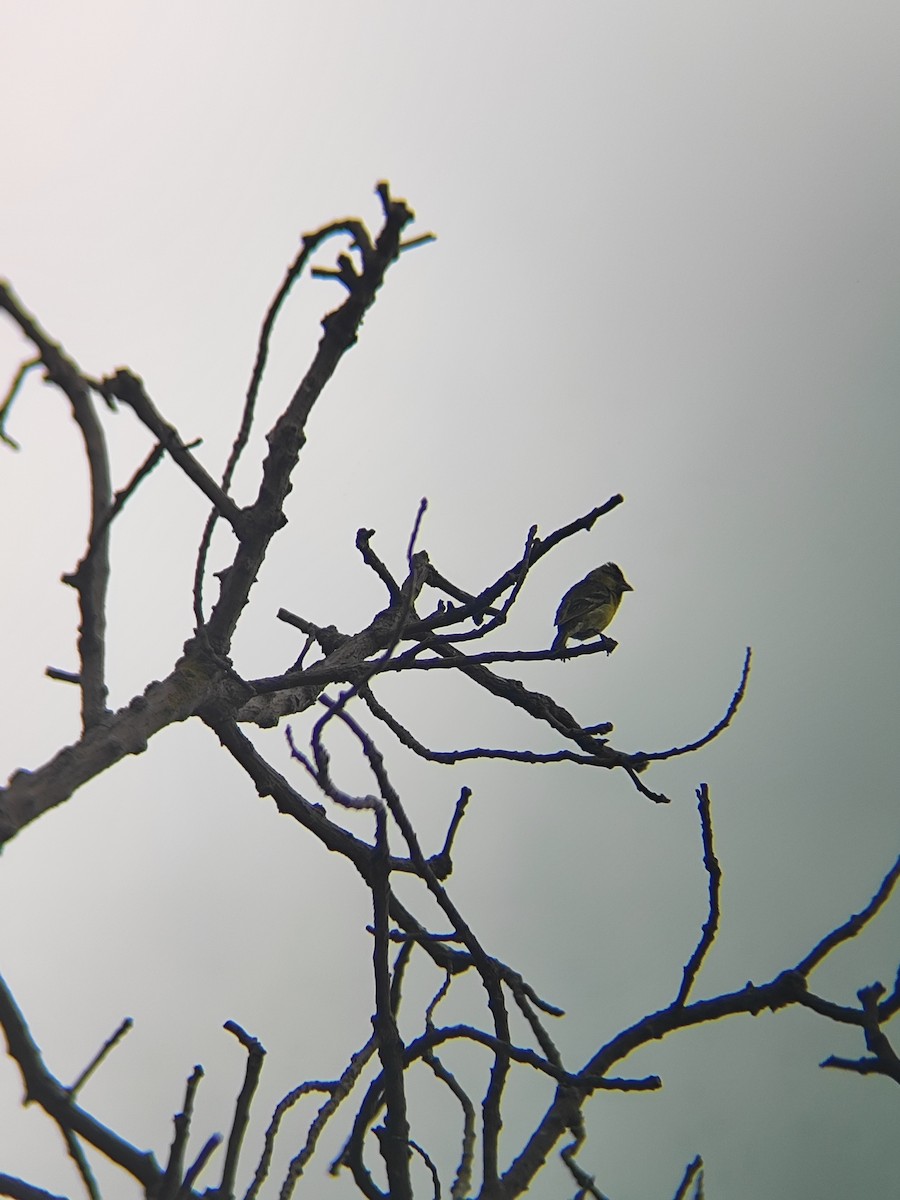 Black-chinned Siskin - ML646789383