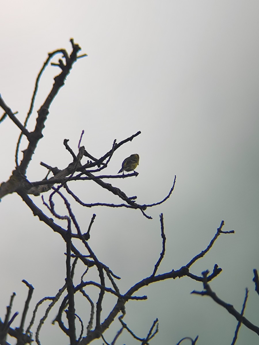 Black-chinned Siskin - ML646789384