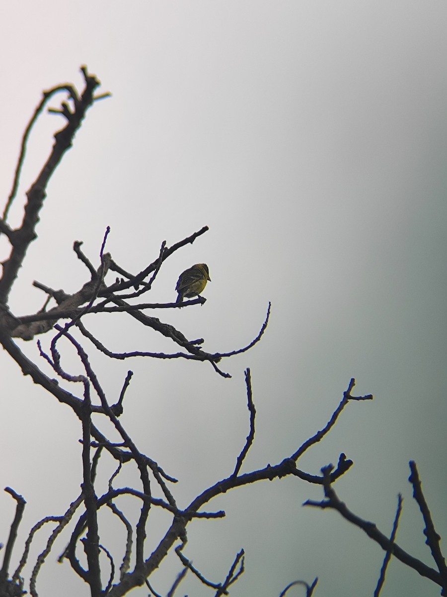 Black-chinned Siskin - ML646789385