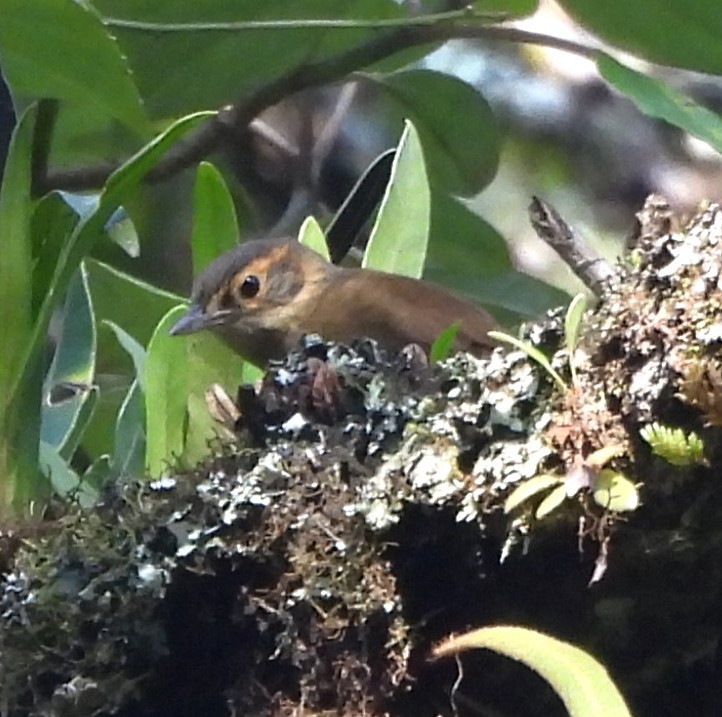 Scaly-throated Foliage-gleaner - ML646789386