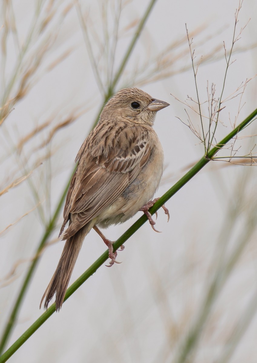 Black-headed Bunting - ML646789387
