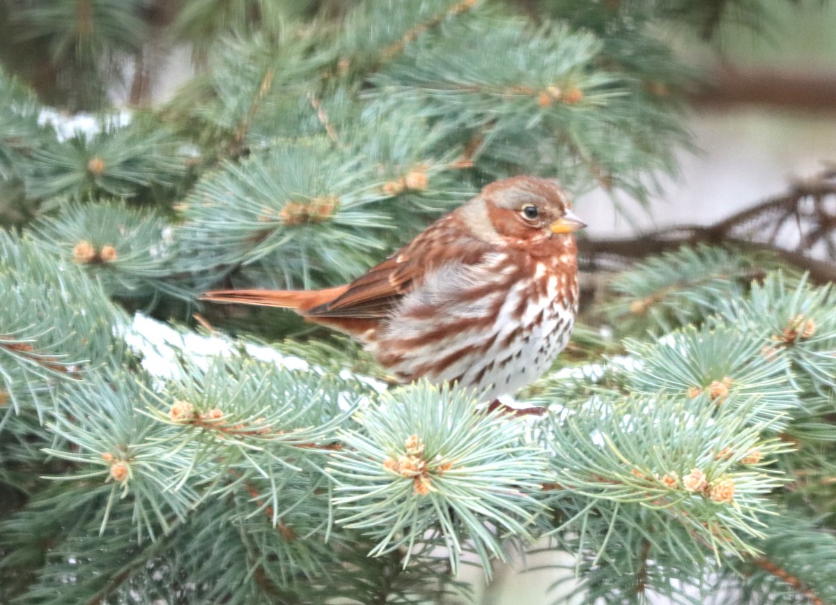 Fox Sparrow - ML646789388