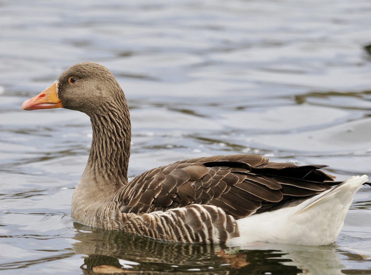 Oca selvatica - ML646789390