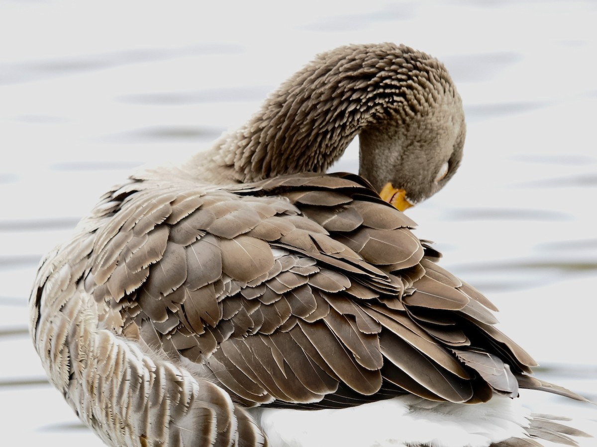 Oca selvatica - ML646789391