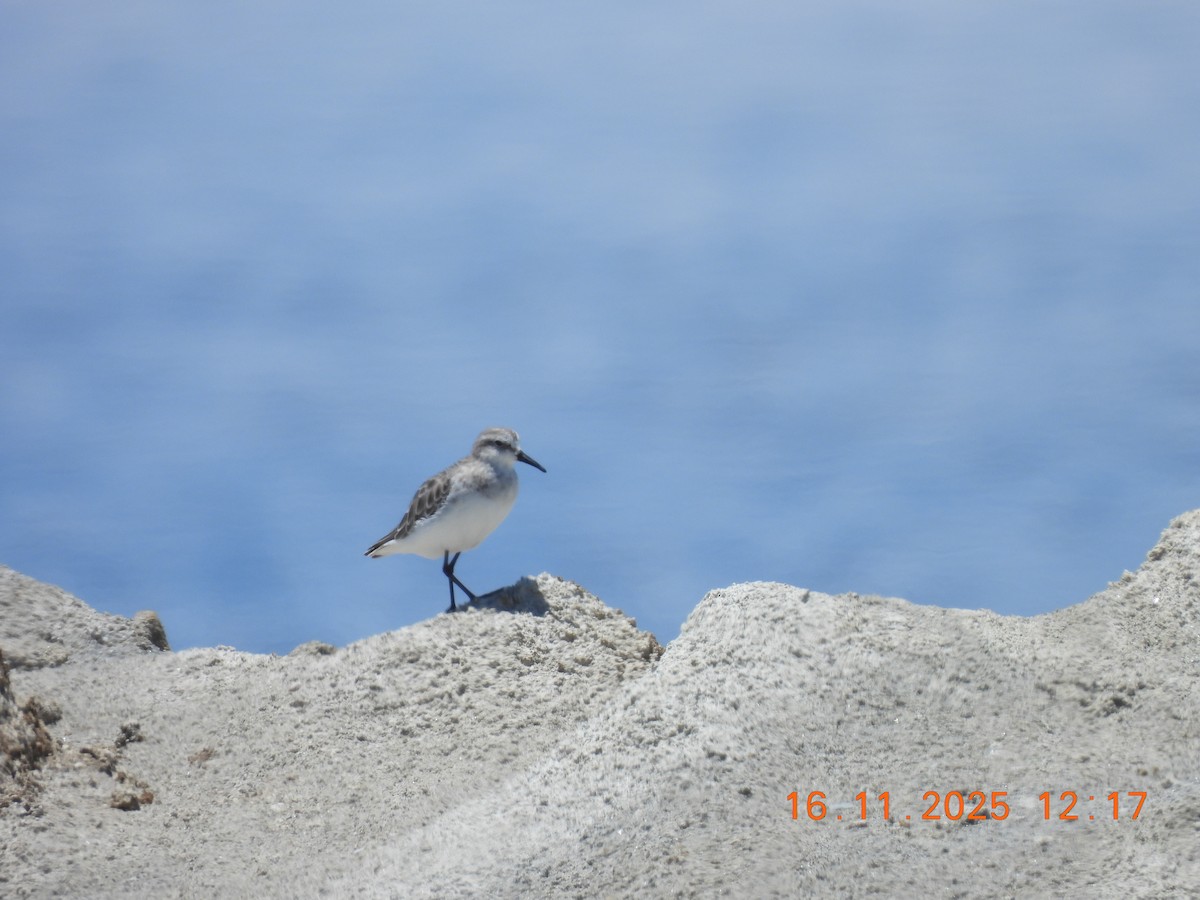 Küçük Kumkuşu - ML646789392